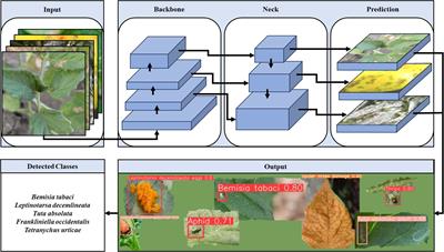 Integrating AI detection and language models for real-time pest management in Tomato cultivation